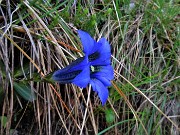 45 Gentiana clusii (Genziana di Clusius)